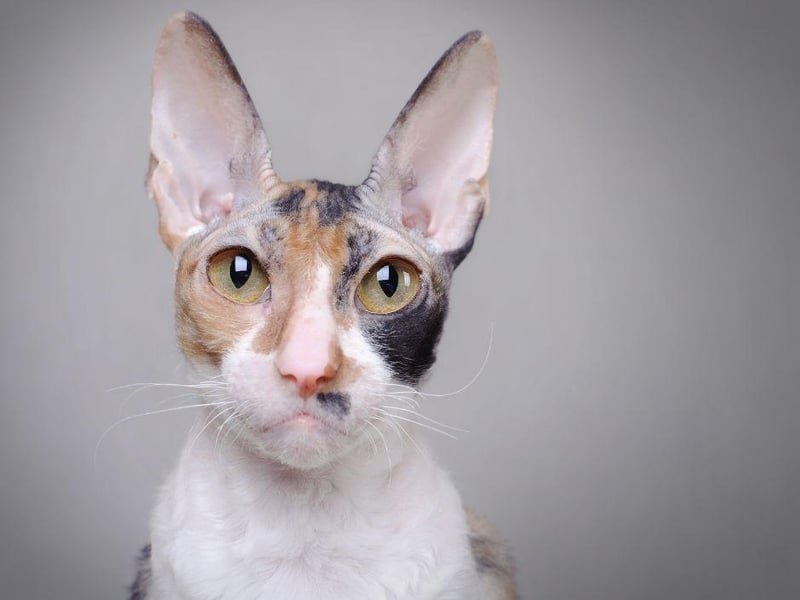 With an intriguing curly coat, this rare cat breed is one of the most active on the globe. From the United Kingdom, these cats love to play and would require an owner who can stimulate them lots.