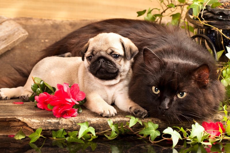 It's not just humans and other dogs that the Pug enjoys socialising with. These tiny characters are well known for getting on with lots of other animals - even cats.