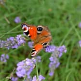 Certain flowering garden plants are particularly attractive to birds and pollinating insects such as butterflies.