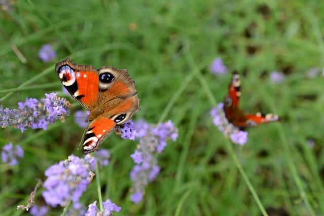 Certain flowering garden plants are particularly attractive to birds and pollinating insects such as butterflies.