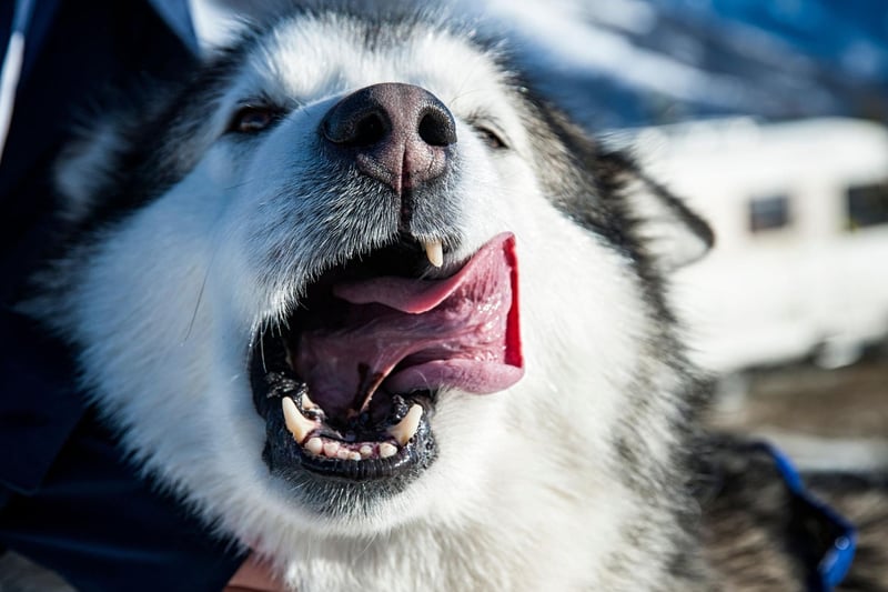 Capable of pulling a sledge over the Arctic tundra for hours without resting, the Alaskan Malamute is not the sort of dog that naturally enjoys cuddles. A firm mutual respect is what owners should aim for, realising that this is a breed that needs its own space.