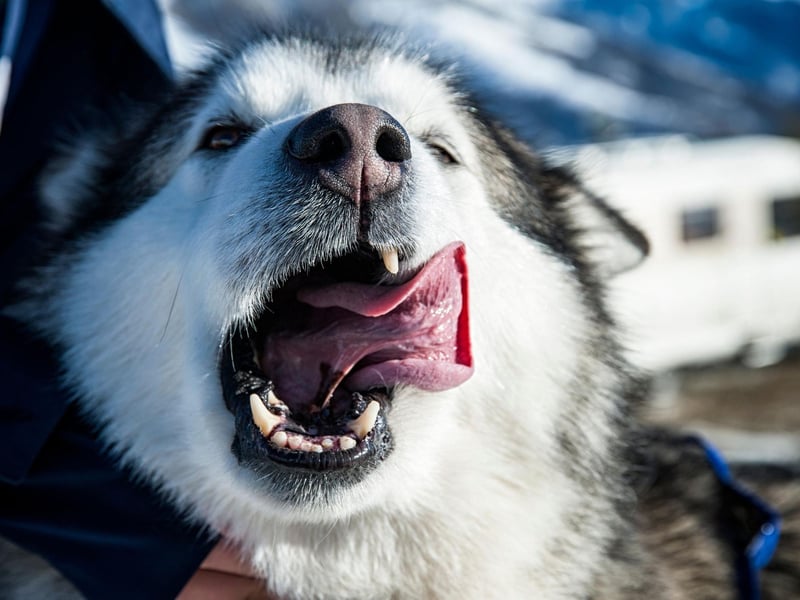 Capable of pulling a sledge over the Arctic tundra for hours without resting, the Alaskan Malamute is not the sort of dog that naturally enjoys cuddles. A firm mutual respect is what owners should aim for, realising that this is a breed that needs its own space.