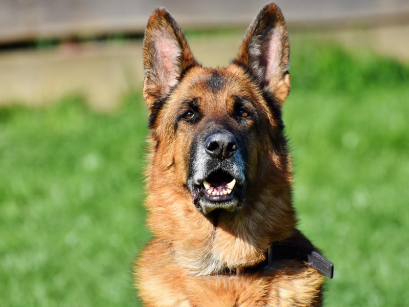 Obtaining a German Shepherd from a good breeder should hopefully minimise the risk of getting a dog with hip dysplasia - a painful condition that affects puppies that can be prevented through careful screeninig. German Shepherds are also more likely to develop cataracts, cardiomyopathy, and skin allergies than most other breeds.