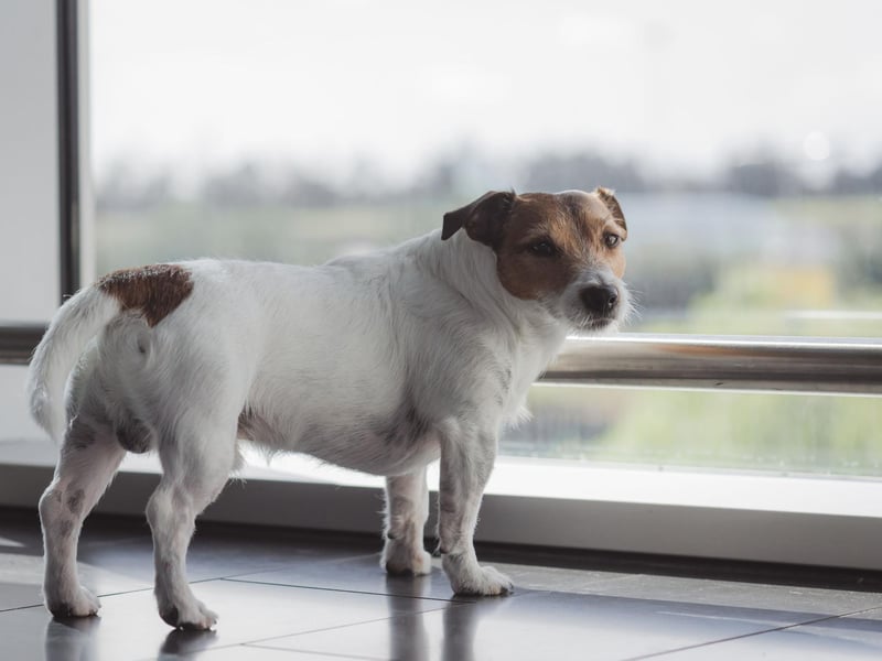 Some breeds of dog will eat pretty much anything (we're looking at you Labradors) while others are more picky about their food. A sudden lack of appetite is a surefire sign something is wrong - including anxiety.