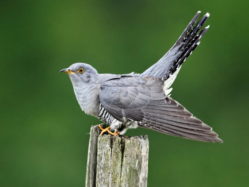 This refers to a storm that occurs in springtime, arriving at the same time as a "gowk" otherwise known as a Cuckoo.