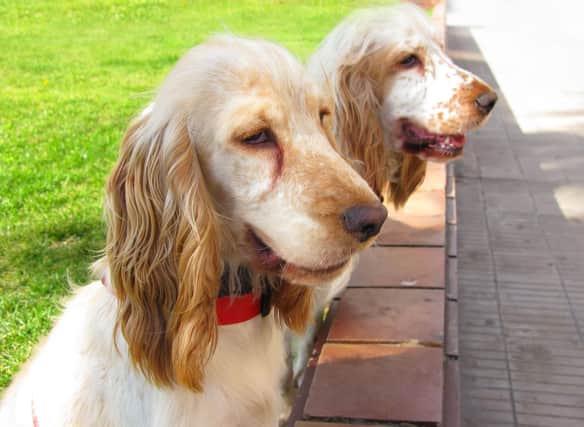 Cocker spaniels are the third most popular dog breed in the UK and make great family pets.