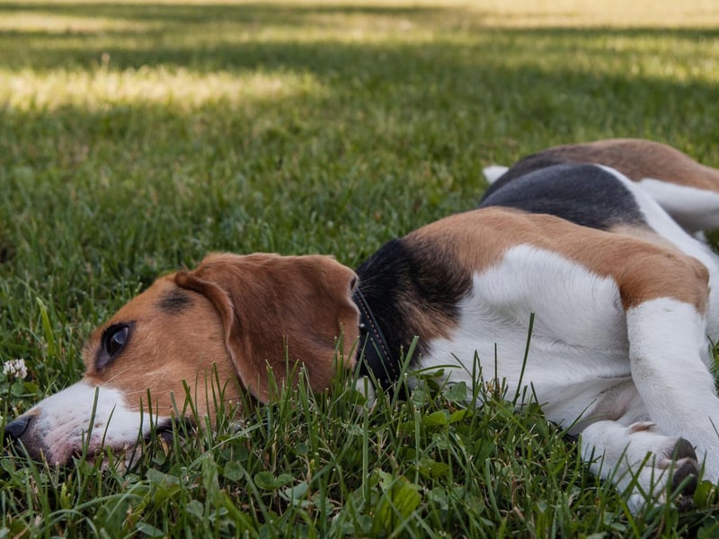 A scent hound that was originally bred to hunt hare, the boisterous Beagel has an average lifespan of 9.85 years.