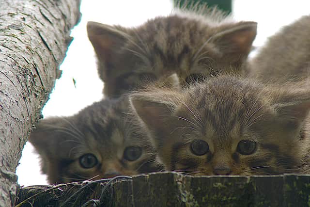 Nell, pictured here with her siblings, is the first Scottish wildcat to arrive at the new custom-built breeding and training centre at the Scottish Wildlife Park