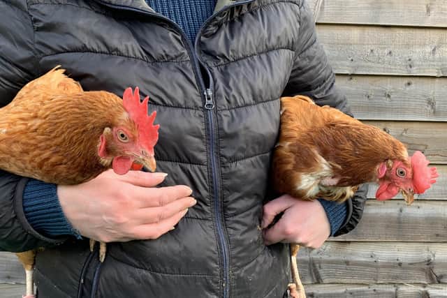 Hens Gertie and Aphrodite on the move between Cluckingham Palace and the West Wing.