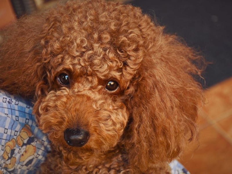 Starting with the pups that are top togs for the more elderly owner. Poodles - Standard, Miniature, or Toy - have every attribute needed to make a great companion dog. They are hugely intelligent and loving, easy to train, only need walked once a day, and only need groomed once a month.