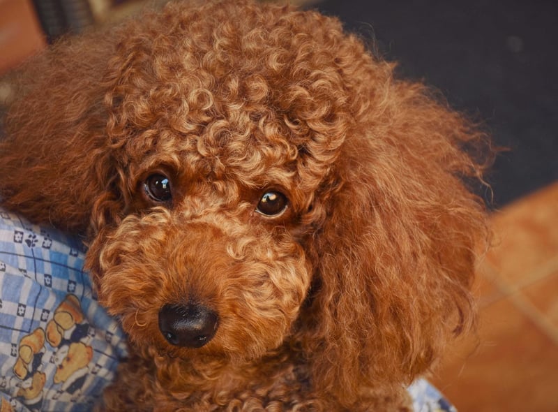 Starting with the pups that are top togs for the more elderly owner. Poodles - Standard, Miniature, or Toy - have every attribute needed to make a great companion dog. They are hugely intelligent and loving, easy to train, only need walked once a day, and only need groomed once a month.