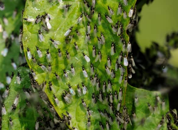 Midges can make walks and camping in the Scottish Highlands a misery - but there are ways to avoid their irritating bite.