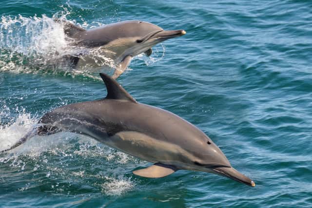 Dolphin spotting is a highlight of a trip to South Africa and at Lekkerwater Beach Lodge a 34 000-hectare conservancy on ancient dunes, in De Hoop Nature Reserve three hours’ drive from Cape Town, they can be seen from the shore.