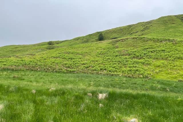 Mr Walker said swathes of his farmland is now covered in thick, dense bracken which presents a welfare concern for animals and humans on the farm (pic: Brian Walker)