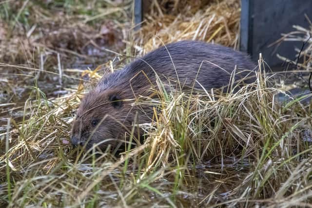 Female beaver leaves her crate and begins to explore Cairngorms National Park (Pic: Beaver Trust)