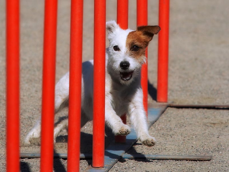 The Jack Russell Terrier is one of the most energetic breeds of dog you can find - seemingly impossible to tire out. It makes them a natural fit to whizz around agility courses, with their tiny frames meaning there's plenty of room for them to squeeze through the tightest of obstacles.