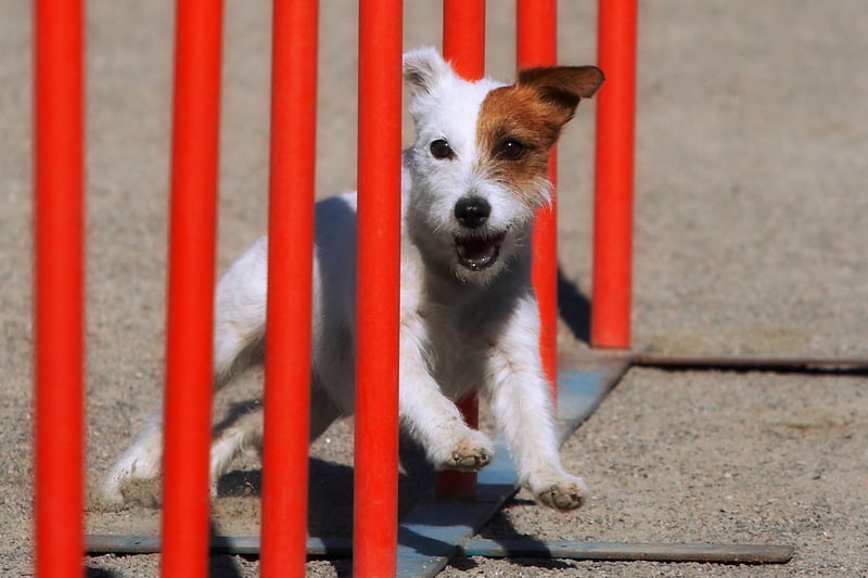 The Jack Russell Terrier is one of the most energetic breeds of dog you can find - seemingly impossible to tire out. It makes them a natural fit to whizz around agility courses, with their tiny frames meaning there's plenty of room for them to squeeze through the tightest of obstacles.