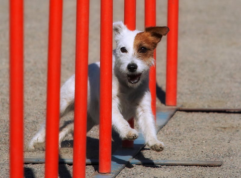 agility classes for dogs glasgow