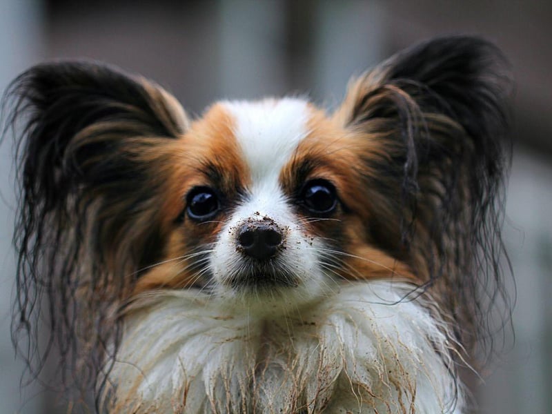 The Papillon is arguably the best small dog breed for new dog owners - particularly those with limited space. They are friendly and happy dogs, who are demonstrative and show very little aggression.