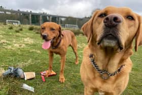 Labradors Ted and Paddy cleaning up Mineralwell Park, Stonehaven.