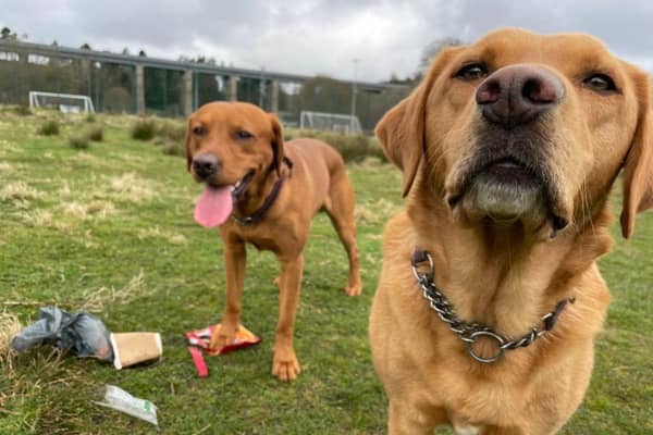 Labradors Ted and Paddy cleaning up Mineralwell Park, Stonehaven.