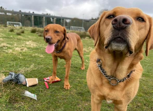 Labradors Ted and Paddy cleaning up Mineralwell Park, Stonehaven.