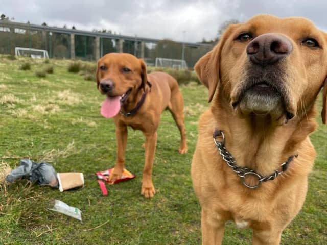 Labradors Ted and Paddy cleaning up Mineralwell Park, Stonehaven.