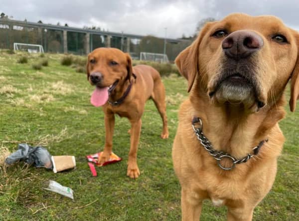 Labradors Ted and Paddy cleaning up Mineralwell Park, Stonehaven.