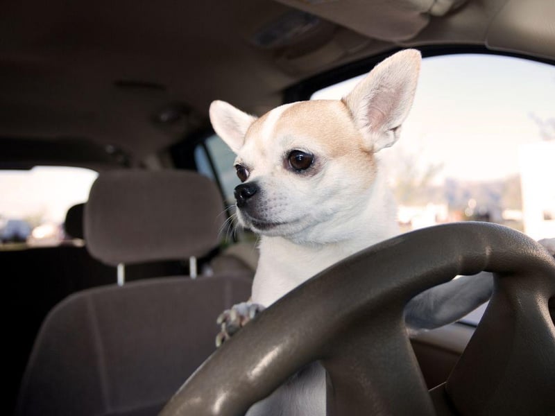 In the second place, with 17 recommendations from canine specialists, is the Chihuahua. As the world’s smallest dog, they are sure to make themselves comfortable in the car thanks to the privilege of having significantly extra legroom