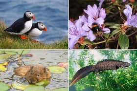 Some of the wildlife to look out for in Scotland during April.