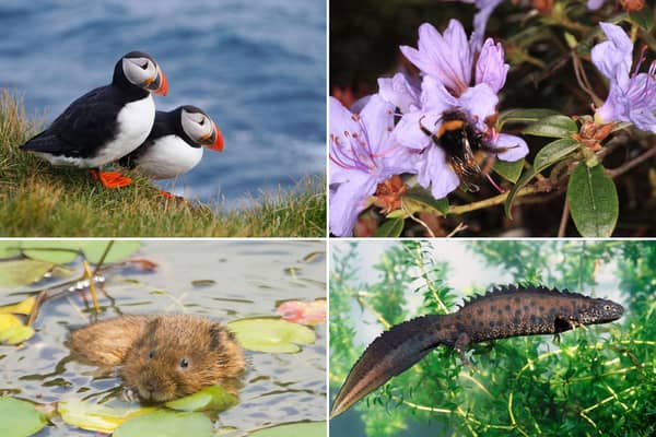 Some of the wildlife to look out for in Scotland during April.