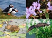 Some of the wildlife to look out for in Scotland during April.