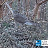 The male goshawk on the nest at Boat of Garden.
Pic: RSPB