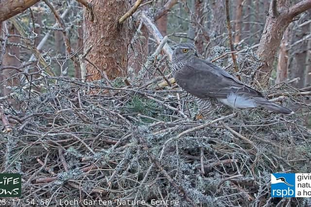 The male goshawk on the nest at Boat of Garden.
Pic: RSPB