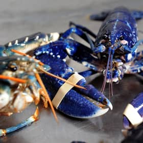 Shellfish exports are at the heart of the row. Picture: SWNS