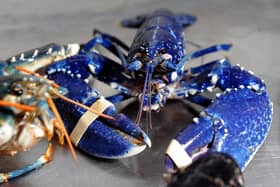 Shellfish exports are at the heart of the row. Picture: SWNS