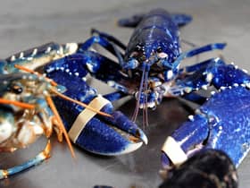 Shellfish exports are at the heart of the row. Picture: SWNS
