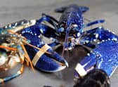 Shellfish exports are at the heart of the row. Picture: SWNS