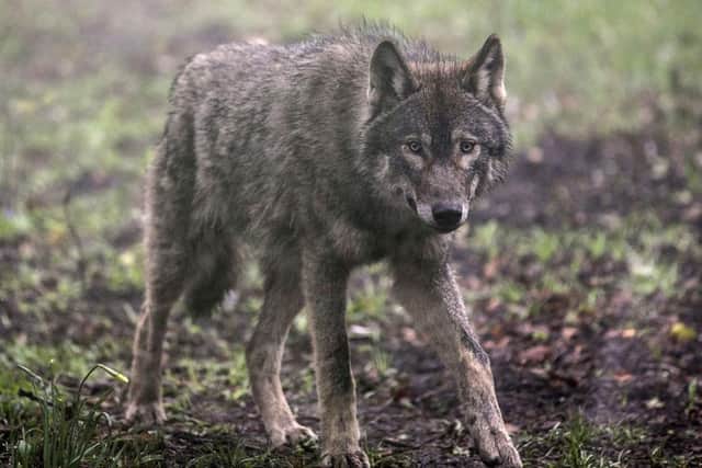The likes of wolves becoming a common site in Scotland's rural areas worries reader (Picture: Matt Cardy/Getty Images)