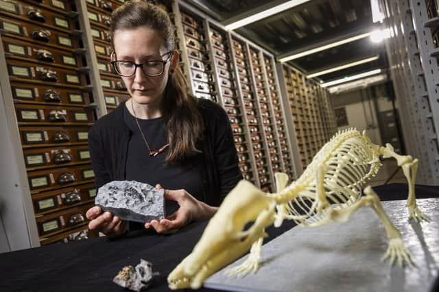 Dr Elsa Panciroli examines two krusatodon kirtlingtonesis fossils. Photo: Duncan McGlynn/National Museums of Scotland/PA Wire
