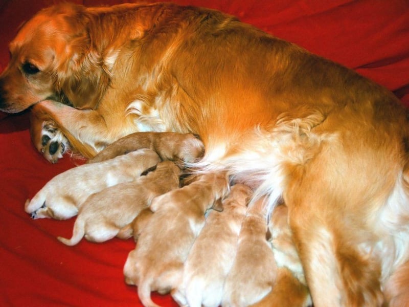 Similar to their close cousin the Labrador, the Golden Retriever is a massively sociable dog that will quickly befriend other pets. Bring a younger dog into your home and your Goldie will essentially adopt it as their own.