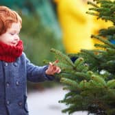 Real Christmas trees require additional maintenance