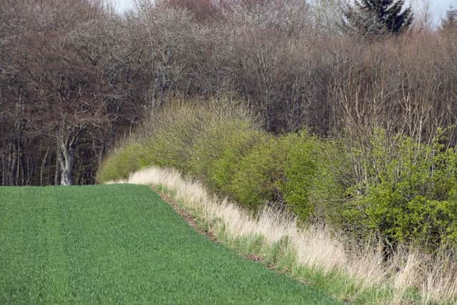 Well maintained hedgerows provide a vital lifeline to many species of insects, birds and mammals.
Pic: NatureScot