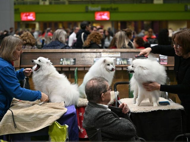 Japanese Spitz dogs are groomed before being judged on the final day of the Crufts dog show.