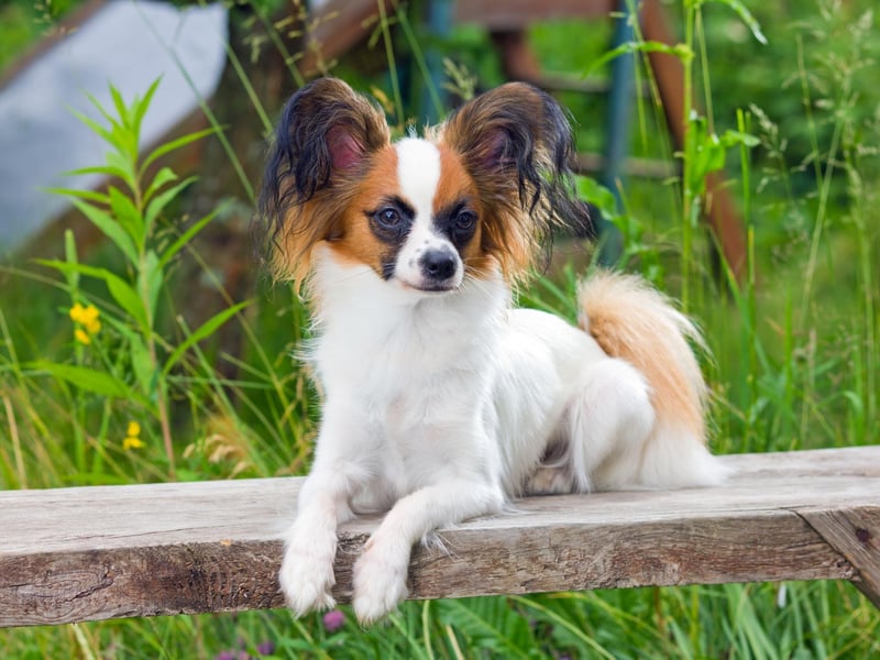 If you're visiting an art gallery, there's every chance you'll see a painting of a Papillon. Dogs resembling the breed are featured in several of the 16th century works by Tiziano Vicelli, including the Venus of Urbino. Other famous artists to included them in paintings are Titian, Watteau, Gonzales Coques, Fragonard, Paolo Veronese, and Mignard.