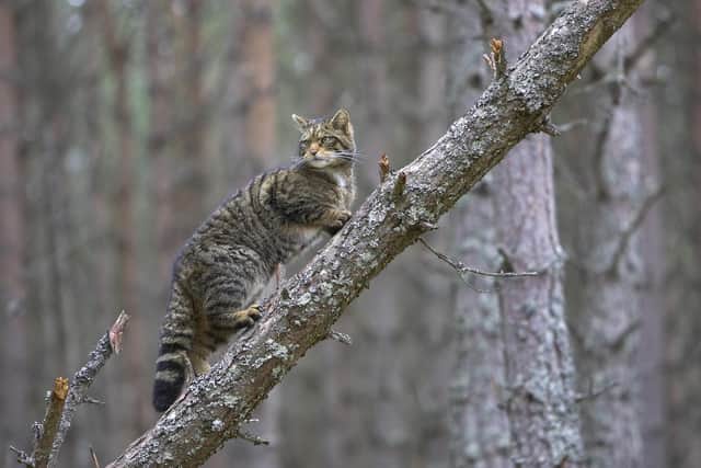 Native species including the critically endangered Scottish wildcat are set to benefit from the Affric Highlands project, which is being nominated by the Scottish and UK governments as a contender for UN World Restoration Flagship status. Picture: SCOTLAND: The Big Picture