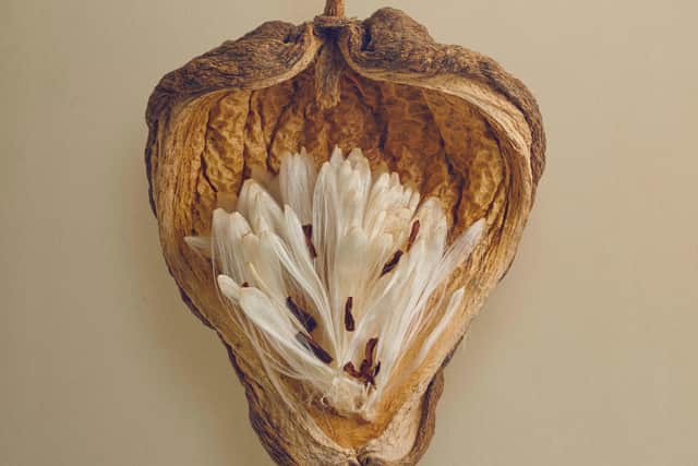 The Cruel Plant, which traps moths and butterflies to maximise pollination