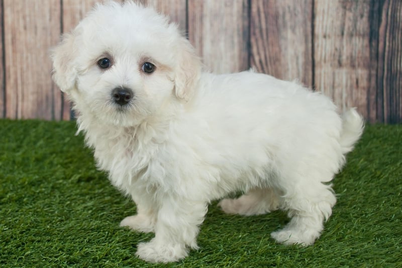 The Maltipoo is a mix of Poodle and Maltese, creating a gentle, sweet-natured, playful and highly-intelligent dog. Depending on which parent it takes after, the Maltipoo can have either a curly or wavy coat.