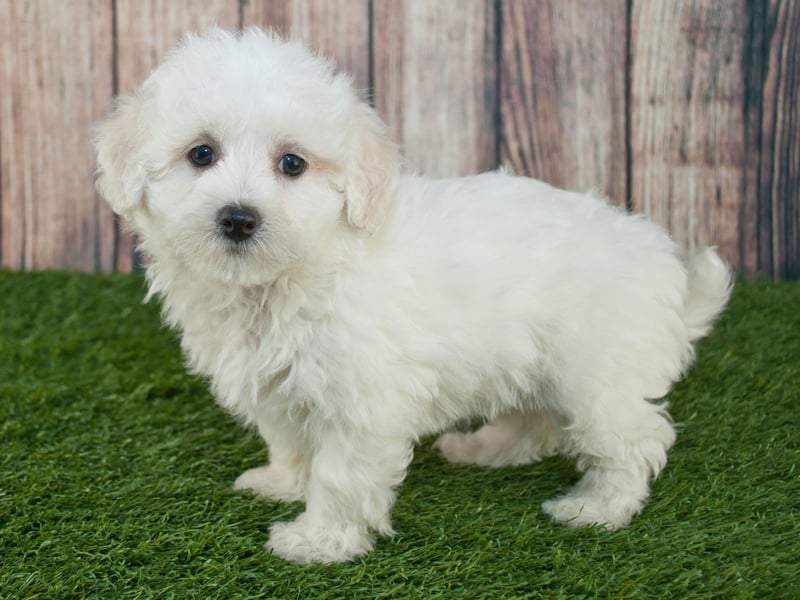 The Maltipoo is a mix of Poodle and Maltese, creating a gentle, sweet-natured, playful and highly-intelligent dog. Depending on which parent it takes after, the Maltipoo can have either a curly or wavy coat.