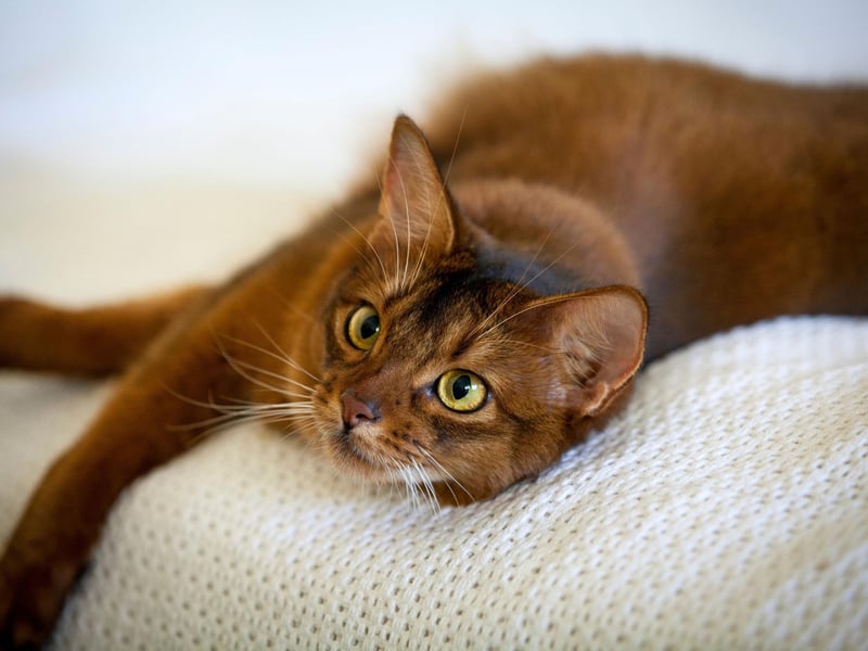 Somali cat owners can expect to pay an average of £336.95 each year to cover their pet's insurance - the second most expensive breed.